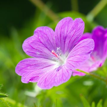 Geranium Reflections 