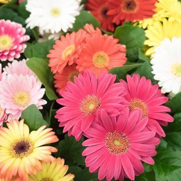 Gerbera à grandes fleurs en mélange - Gerbera jamesonii