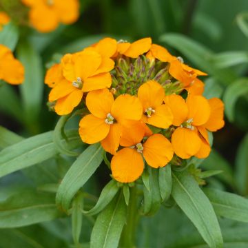 Graines de Giroflée ravenelle des jardins haute en mélange - Cheiranthus cheiri 