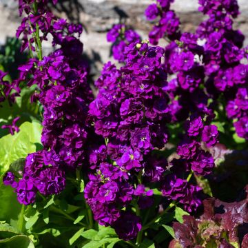 Graines de Giroflée quarantaine Anytime Deep Purple - Matthiola incana