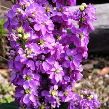 Graines de Giroflée quarantaine Anytime Lavender - Matthiola incana