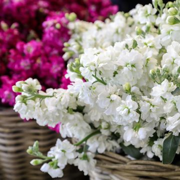 Graines de Giroflée quarantaine Anytime White - Matthiola incana