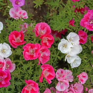 Graines de Godétia Pastel Posies - Clarkia en mélange