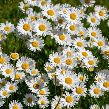 Graines de Grande Marguerite - Leucanthemum vulgare