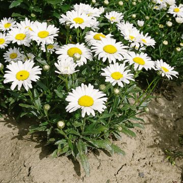 Graines de Grande Marguerite Silver Princess - Leucanthemum x superbum