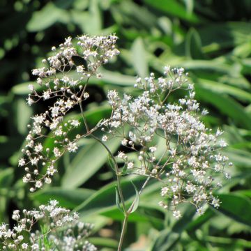 Graines de Gypsophile paniculata Œillet d’Amour (vivace)