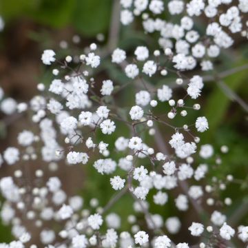 Graines de Gypsophile paniculée Snowflake