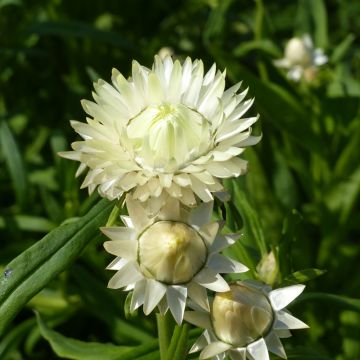 Graines d'Immortelle à bractées Creamy White