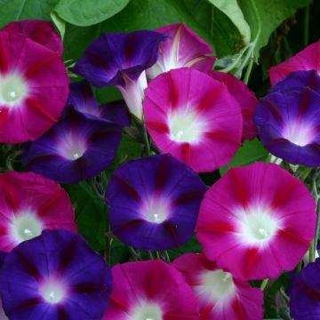 Graines d'ipomée Shiva - Ipomoea purpurea