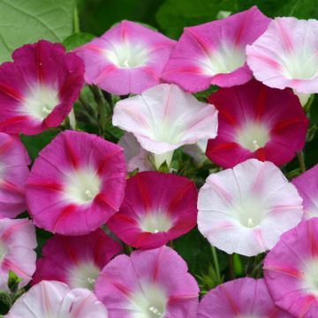 Graines d'ipomée Shiva - Ipomoea purpurea