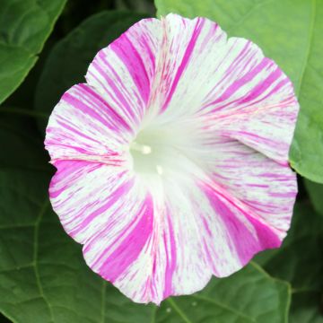 Graines d'ipomée Shiva - Ipomoea purpurea