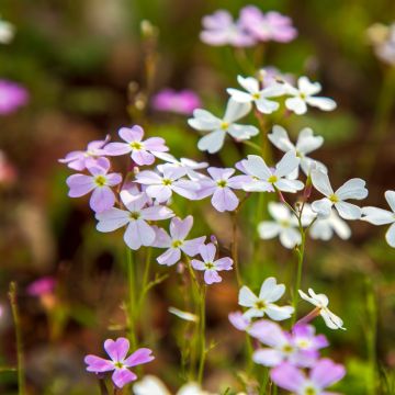 Graines de Julienne de Mahon - Malcolmia maritima