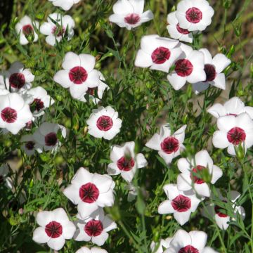 Graines de Lin annuel à grandes fleurs Bright Eyes - Linum grandiflorum