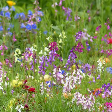 Graines de Linaire du Maroc Fairy Bouquet mix - Linaria maroccana