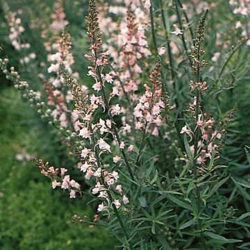 Graines de Linaire pourpre Canon J. Went - Linaria purpurea