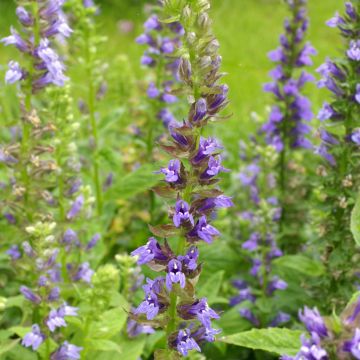 Graines de Lobélie géante Clear Blue - Lobelia siphilitica