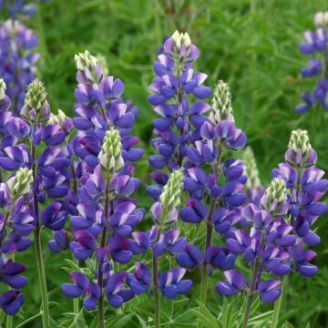 Graines de Lupin annuel Avalune Red-White - Lupinus hartwegii