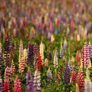 Graines de Lupin vivace Russell Hybrids en mélange - Lupinus polyphyllus