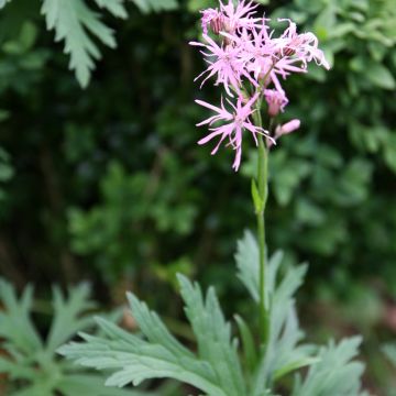 Graines de Lychnis Flos-cuculi - Oeillet des prés