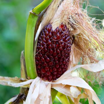 Graines de Maïs d'ornement Fraise - Zea mays