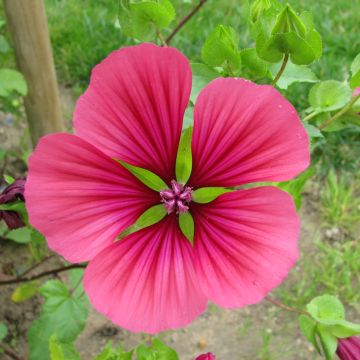 Malope à grandes fleurs variées Bio - Ferme de Sainte Marthe