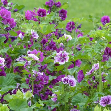 Graines de Malva sylvestris Purple Zebra Mix - Grande Mauve