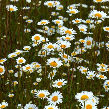 Graines de Grande Marguerite - Leucanthemum x superbum