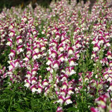 Graines de Muflier hybridePurple Twist F1 - Antirrhinum majus