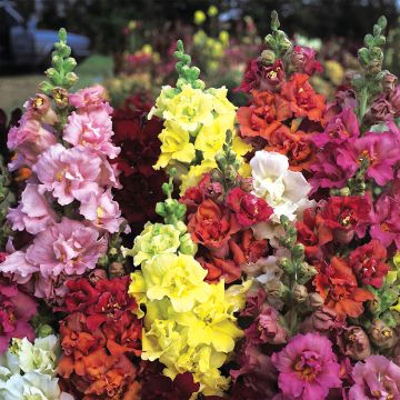 Graines de Muflier Double Madame Butterfly Mixed - Antirrhinum majus