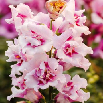 Graines de Muflier nain hybride Twinny Peach F1 Hybrid - Antirrhinum nanum