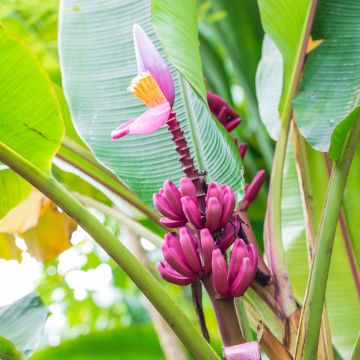 Musa Velutina 