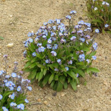 Graines de Myosotis des forêts Victoria Azurea - Myosotis sylvatica