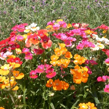 Nemesia Strumosa Compacta Tapestry 