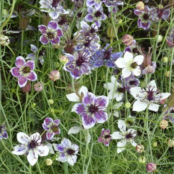 Graines de Nigelle d’Espagne Delft Blue - Nigella papillosa