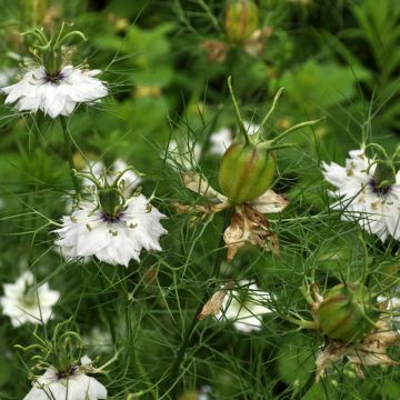 Graines de Nigelle de Damas blanche à capsule rouge