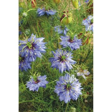 Graines de Nigelle de Damas Miss Jekyll Blue - Nigella damascena