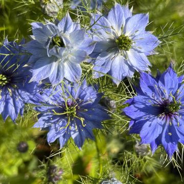 Graines de Nigelle de Damas Moody Blues - Nigella damascena