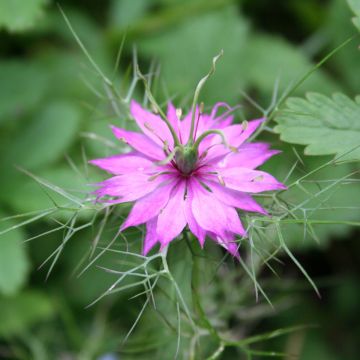 Graines de Nigelle de Damas Persian Rose - Nigella damascena