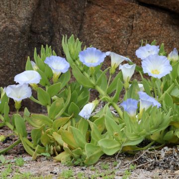 Graines de Nolana paradoxa