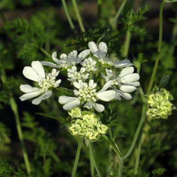 Orlaya Grandiflora 