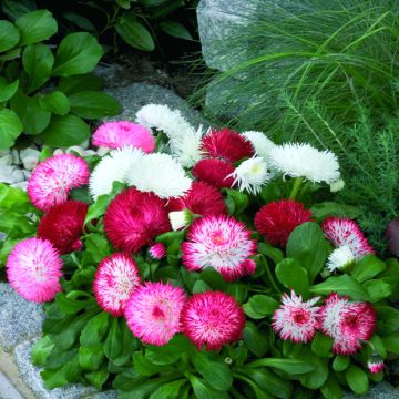 Graine de Pâquerette Tasso Mixed - Bellis Perennis