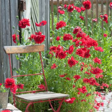 Graines de Pavot Red Peony - Papaver somniferum