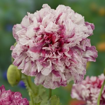 Graines de Pavot annuel Lilac Pompom - Papaver somniferum