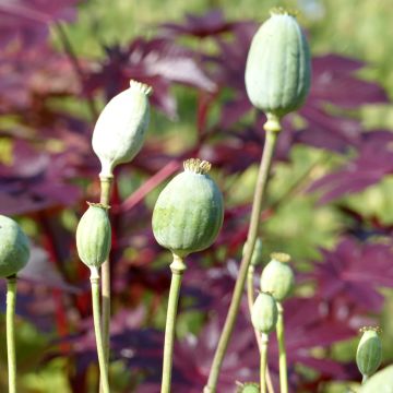 Graines de Pavot annuel Lilac Pompom - Papaver somniferum