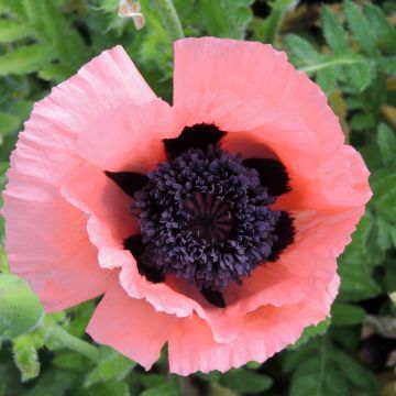 Graines de Pavot Brilliant - Papaver orientale