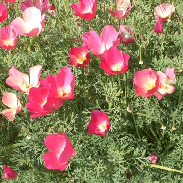 Graines de Pavot de Californie Red Chief - Eschscholzia californica