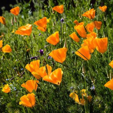 Graines de Pavot de Californie Orange King - Eschscholzia californica