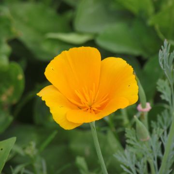 Graines de Pavot de Californie Apricot Flambeau - Eschscholzia californica