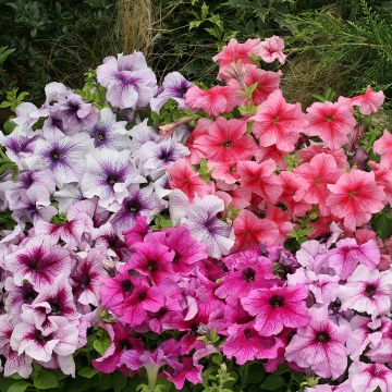 Pétunia retombant F1 Easy Wave Red - Petunia x hybrida hedgiflora