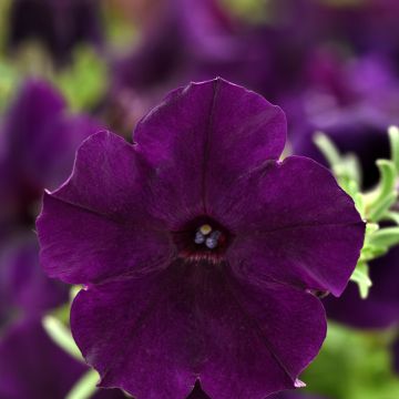 Pétunia retombant F1 Easy Wave Red - Petunia x hybrida hedgiflora